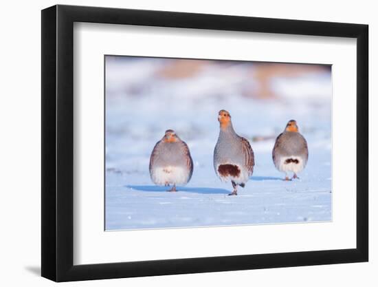 Three Grey partridge walking in snow, the Netherlands-Edwin Giesbers-Framed Photographic Print