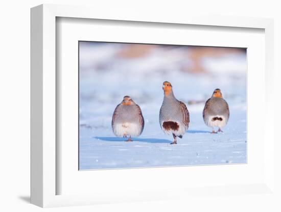 Three Grey partridge walking in snow, the Netherlands-Edwin Giesbers-Framed Photographic Print