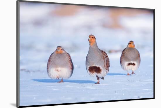 Three Grey partridge walking in snow, the Netherlands-Edwin Giesbers-Mounted Photographic Print