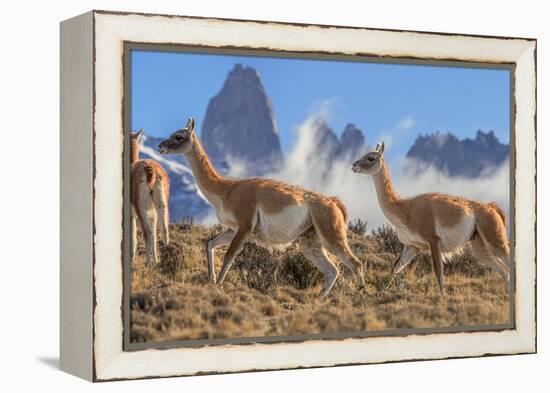 Three Guanacos running over hillside, Patagonia, Chile-Nick Garbutt-Framed Premier Image Canvas