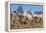 Three Guanacos running over hillside, Patagonia, Chile-Nick Garbutt-Framed Premier Image Canvas