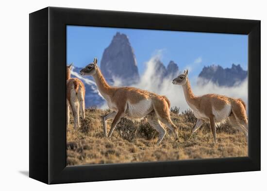 Three Guanacos running over hillside, Patagonia, Chile-Nick Garbutt-Framed Premier Image Canvas