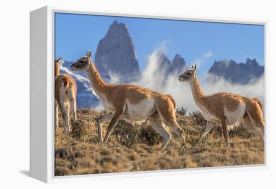 Three Guanacos running over hillside, Patagonia, Chile-Nick Garbutt-Framed Premier Image Canvas
