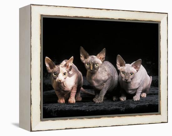 Three Hairless, Sphinx Cats-Adriano Bacchella-Framed Premier Image Canvas