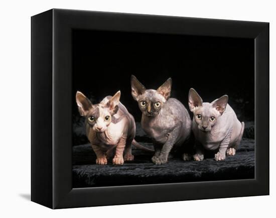 Three Hairless, Sphinx Cats-Adriano Bacchella-Framed Premier Image Canvas