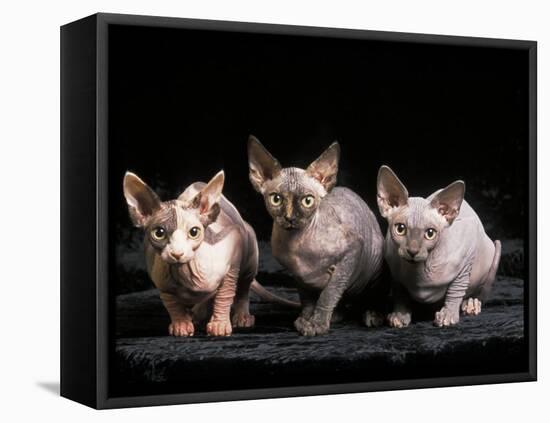 Three Hairless, Sphinx Cats-Adriano Bacchella-Framed Premier Image Canvas