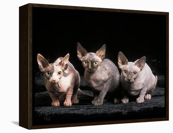 Three Hairless, Sphinx Cats-Adriano Bacchella-Framed Premier Image Canvas