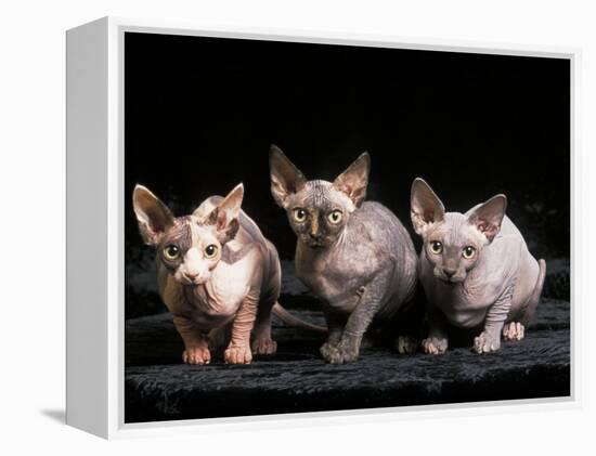 Three Hairless, Sphinx Cats-Adriano Bacchella-Framed Premier Image Canvas