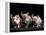 Three Hairless, Sphinx Cats-Adriano Bacchella-Framed Premier Image Canvas