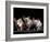 Three Hairless, Sphinx Cats-Adriano Bacchella-Framed Photographic Print