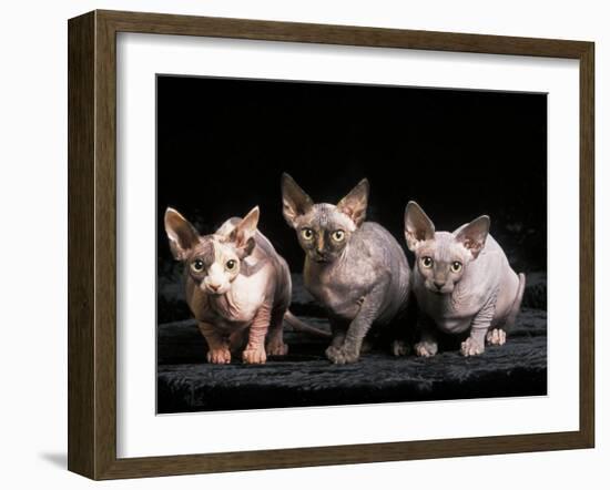 Three Hairless, Sphinx Cats-Adriano Bacchella-Framed Photographic Print