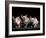 Three Hairless, Sphinx Cats-Adriano Bacchella-Framed Photographic Print