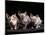 Three Hairless, Sphinx Cats-Adriano Bacchella-Mounted Photographic Print