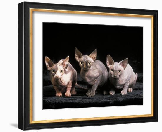 Three Hairless, Sphinx Cats-Adriano Bacchella-Framed Photographic Print