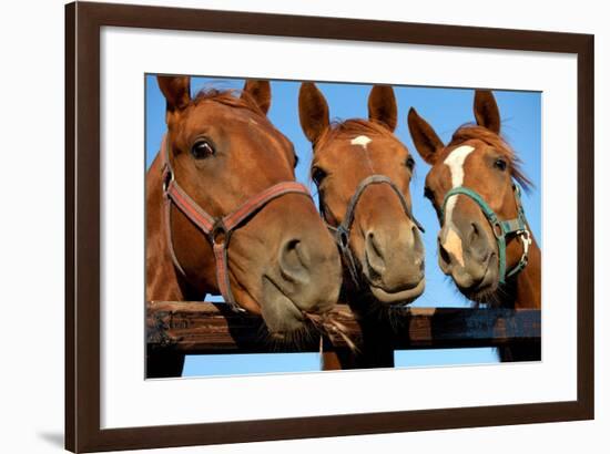 Three  Heads of a Horses-Meggj-Framed Photographic Print