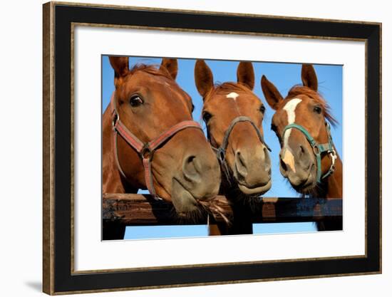 Three  Heads of a Horses-Meggj-Framed Photographic Print