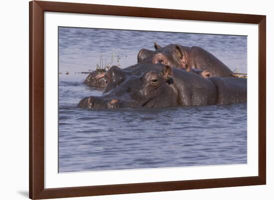 Three hippopotamus, Chobe National Park, Botswana, Africa.-Brenda Tharp-Framed Photographic Print