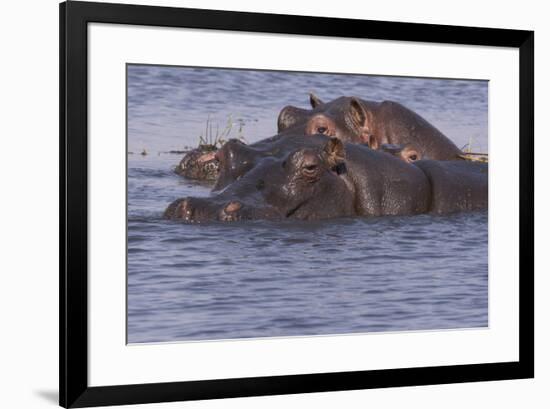 Three hippopotamus, Chobe National Park, Botswana, Africa.-Brenda Tharp-Framed Photographic Print