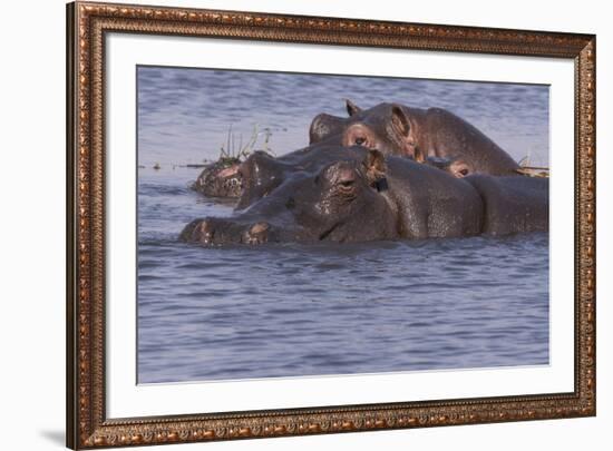 Three hippopotamus, Chobe National Park, Botswana, Africa.-Brenda Tharp-Framed Photographic Print