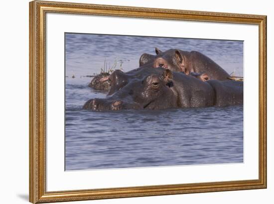 Three hippopotamus, Chobe National Park, Botswana, Africa.-Brenda Tharp-Framed Photographic Print