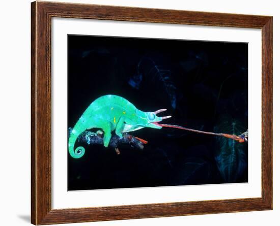Three-horned Chameleon Capturing a Cricket, Native to Camerouns-David Northcott-Framed Photographic Print