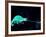 Three-horned Chameleon Capturing a Cricket, Native to Camerouns-David Northcott-Framed Photographic Print