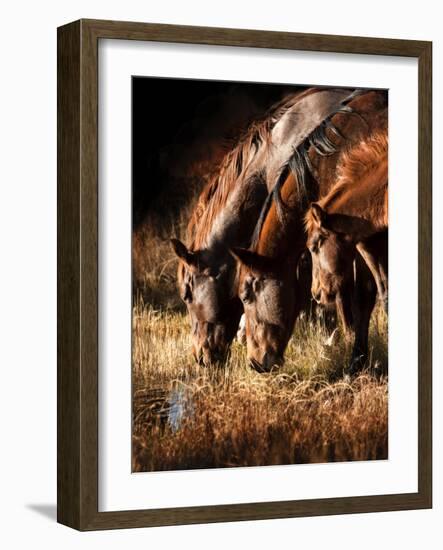 Three Horses Drinking in Dusky Light-Sheila Haddad-Framed Photographic Print
