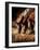 Three Horses Drinking in Dusky Light-Sheila Haddad-Framed Photographic Print