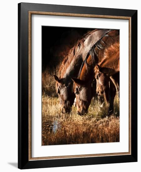 Three Horses Drinking in Dusky Light-Sheila Haddad-Framed Photographic Print