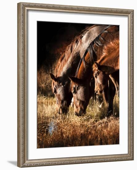 Three Horses Drinking in Dusky Light-Sheila Haddad-Framed Photographic Print