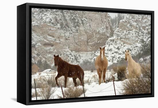 Three Horses in Pasture with Snow, Near Kanab, Utah-Howie Garber-Framed Premier Image Canvas