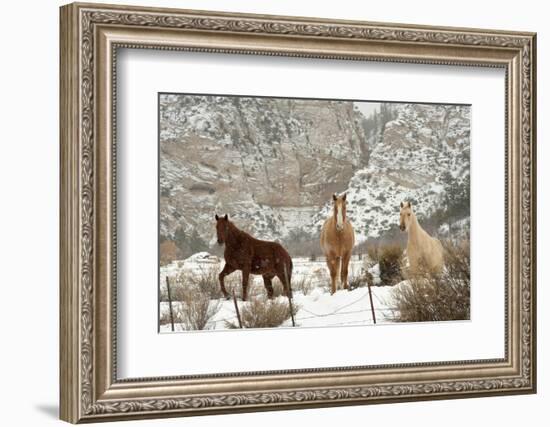 Three Horses in Pasture with Snow, Near Kanab, Utah-Howie Garber-Framed Photographic Print