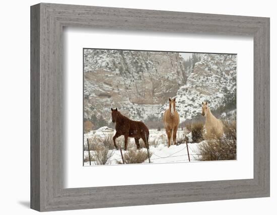 Three Horses in Pasture with Snow, Near Kanab, Utah-Howie Garber-Framed Photographic Print