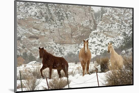 Three Horses in Pasture with Snow, Near Kanab, Utah-Howie Garber-Mounted Photographic Print