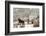 Three Horses in Pasture with Snow, Near Kanab, Utah-Howie Garber-Framed Photographic Print