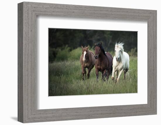 Three horses running through a green grassy field-Sheila Haddad-Framed Photographic Print