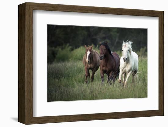 Three horses running through a green grassy field-Sheila Haddad-Framed Photographic Print