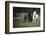 Three horses running through a green grassy field-Sheila Haddad-Framed Photographic Print