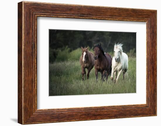 Three horses running through a green grassy field-Sheila Haddad-Framed Photographic Print