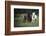 Three horses running through a green grassy field-Sheila Haddad-Framed Photographic Print