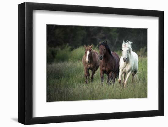 Three horses running through a green grassy field-Sheila Haddad-Framed Photographic Print