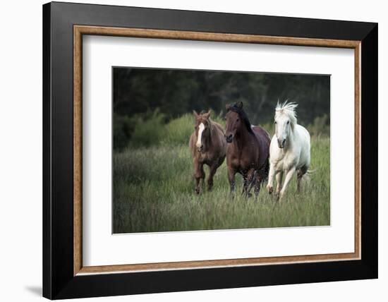 Three horses running through a green grassy field-Sheila Haddad-Framed Photographic Print