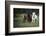 Three horses running through a green grassy field-Sheila Haddad-Framed Photographic Print