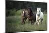 Three horses running through a green grassy field-Sheila Haddad-Mounted Photographic Print