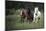 Three horses running through a green grassy field-Sheila Haddad-Mounted Photographic Print