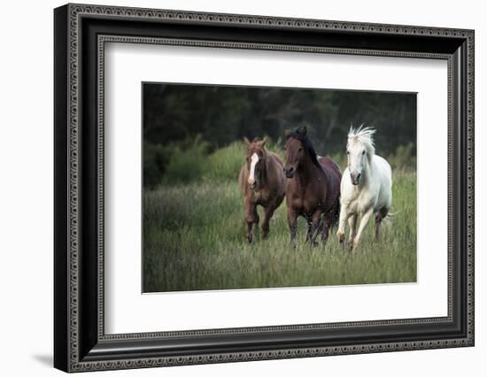 Three horses running through a green grassy field-Sheila Haddad-Framed Photographic Print