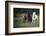 Three horses running through a green grassy field-Sheila Haddad-Framed Photographic Print