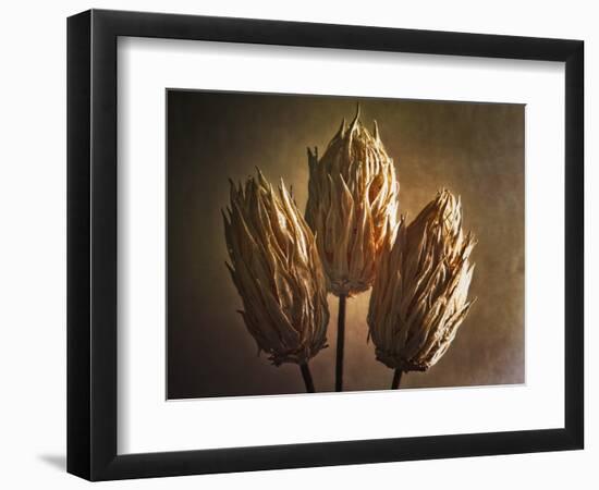 Three Illuminated Pods-George Oze-Framed Photographic Print