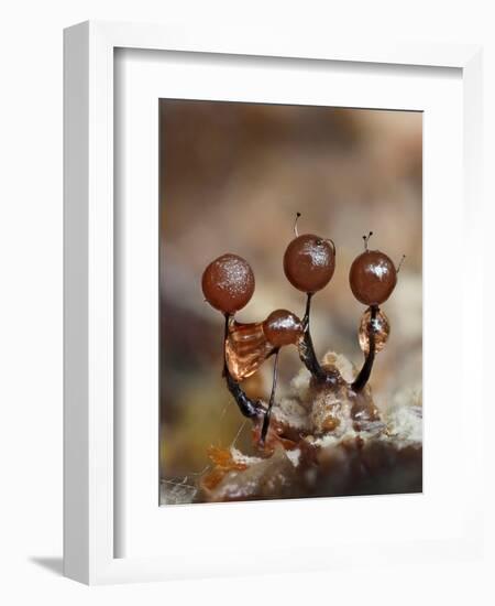 Three immature Slime mould sporangia, UK-Andy Sands-Framed Photographic Print