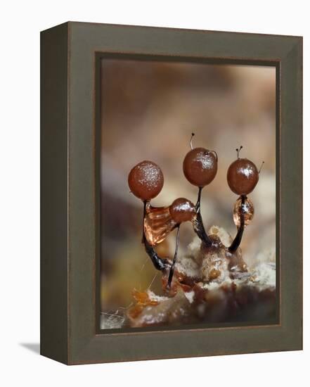 Three immature Slime mould sporangia, UK-Andy Sands-Framed Premier Image Canvas